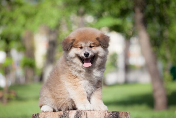 Akita Puppies at Petland!