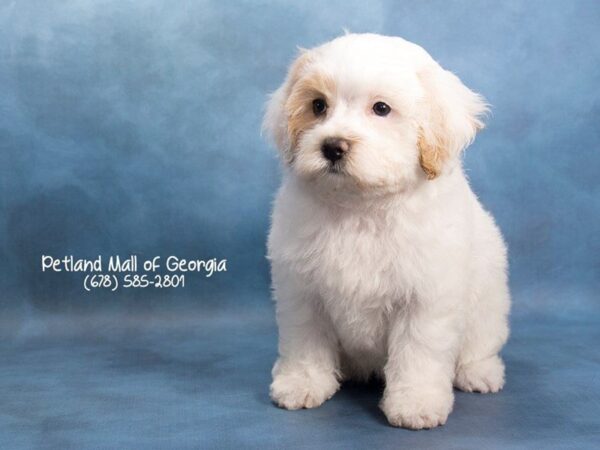 4 Fun Facts You Didn’t Know about Maltipoo Dog Breeds