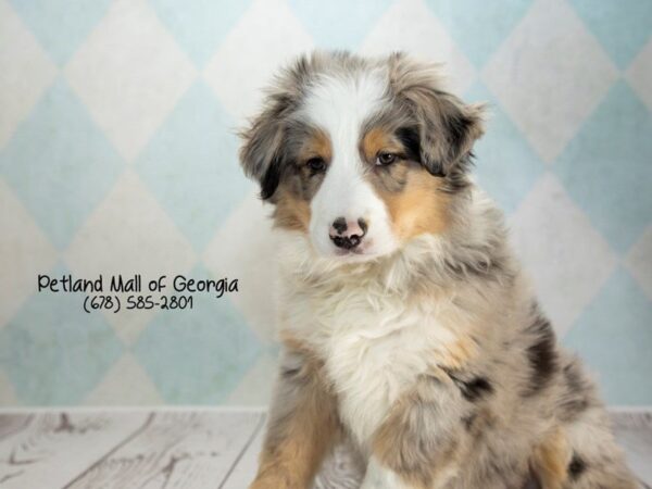 5 Fun Facts About Australian Shepherds
