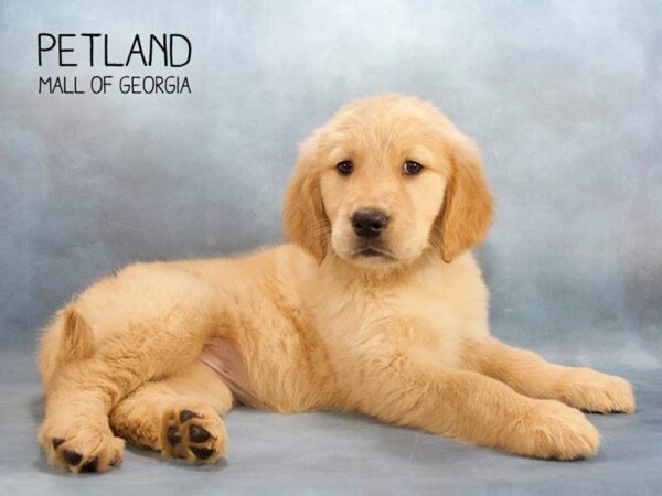Looking to Buy a Dog? Here are 5 Smarty Pants Breeds You’ll Love!