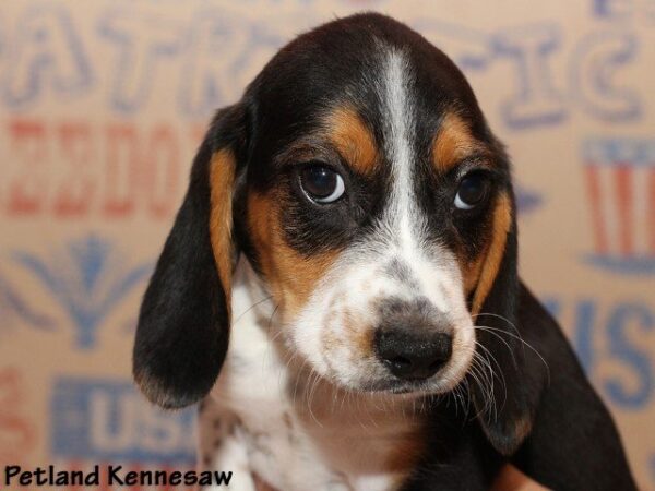 Beagle Puppies for Sale, This Hound Dog Will Steal Your Heart!