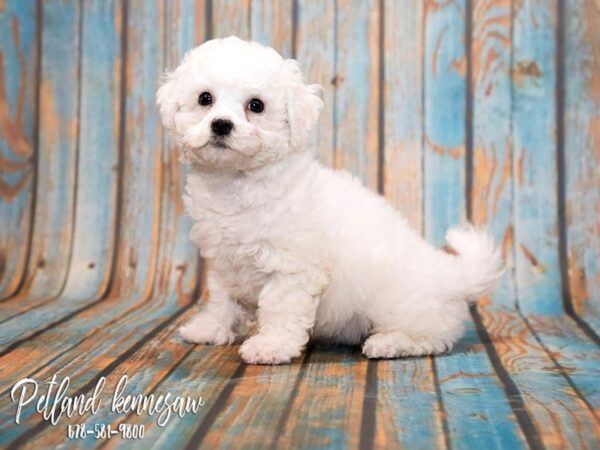 Bichon Frise Puppies for Sale: the Ultimate Powder-Puff Dog!