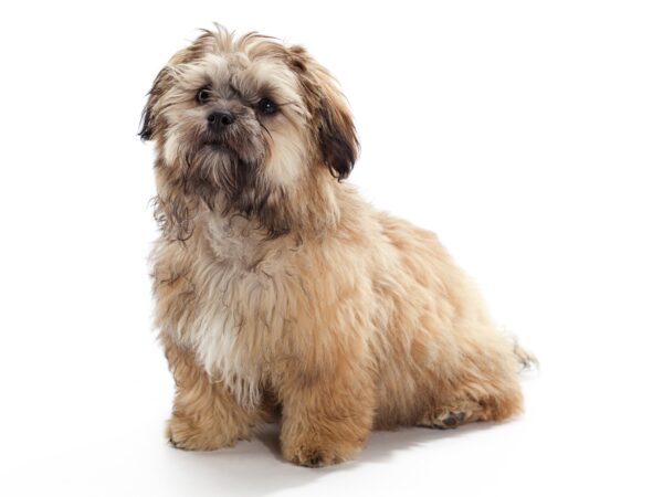 Beware of Your Backyard – Protect Your Shih-Poo Puppies
