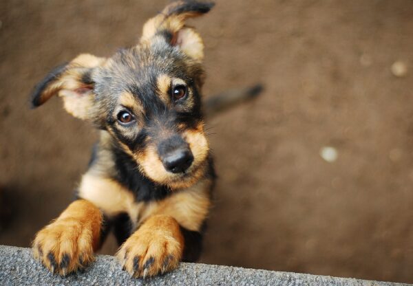 Part 1: General Dog Info You Should Know Before You Buy a Dog
