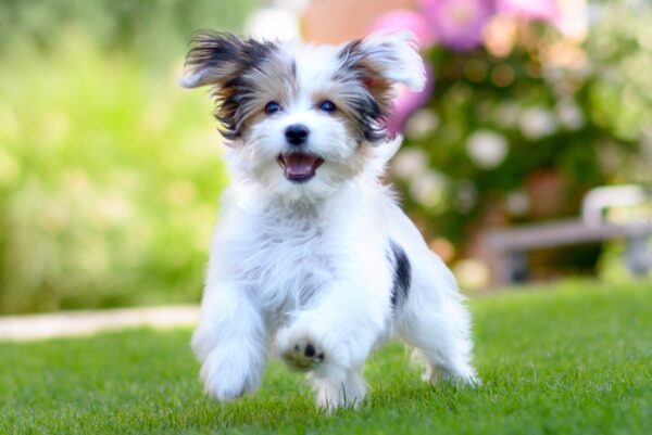 Part 2: General Dog Info You Should Know Before You Buy a Dog