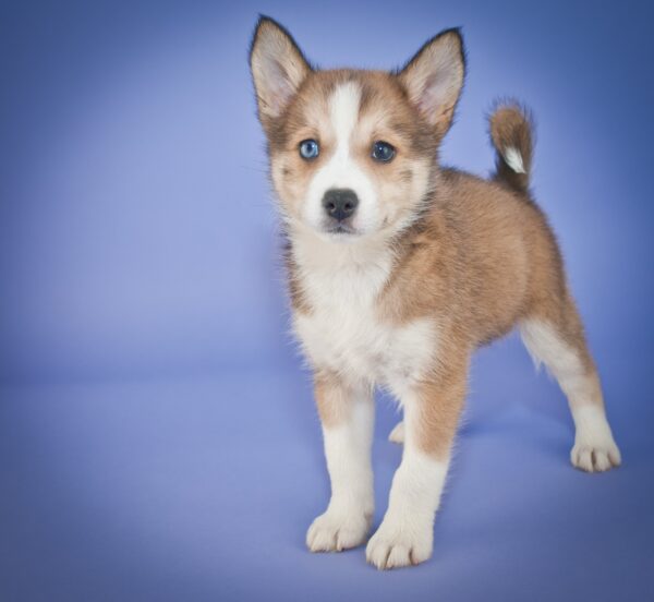 Petland Puppies: We’re Talking About the Cutest Mixed Breed Dogs