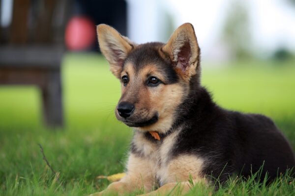 Preparing Your Puppy for Doggy Daycare