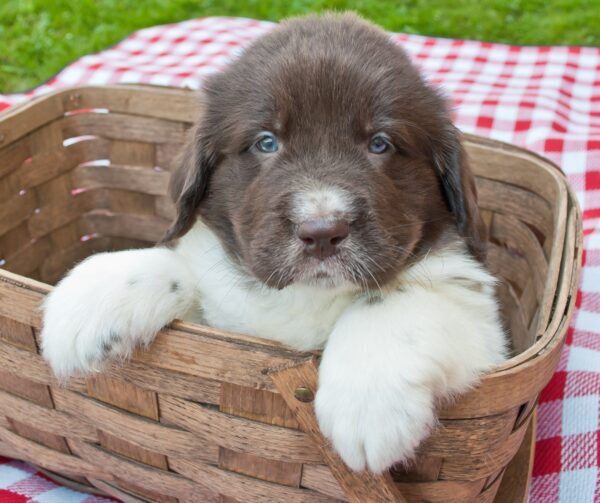 Petland Puppies: Cutest Big Dog Breeds
