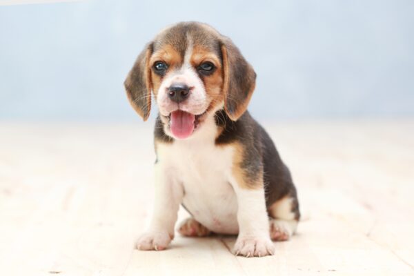 The Barker – Why Do Dogs Bark?