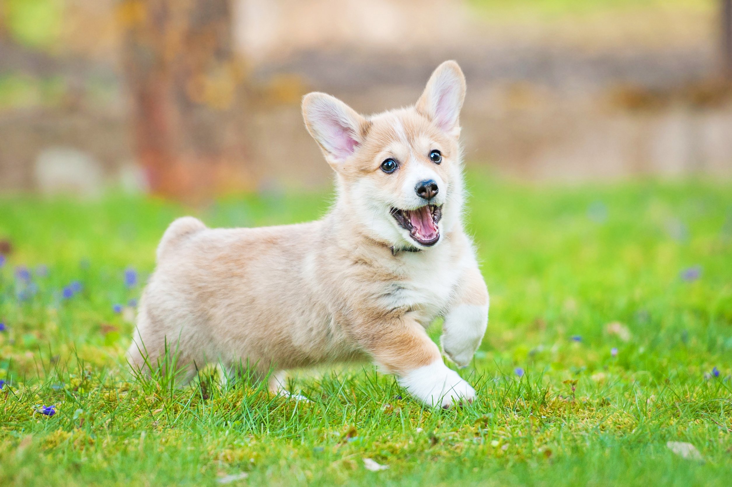 5 Fun Facts About Pembroke Welsh Corgi Puppies