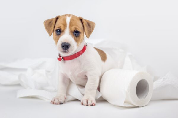 Why Do Puppies Eat Poop?!?