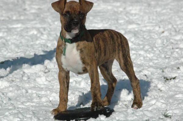5 Factors That Affect Keep Your Dogs Warm