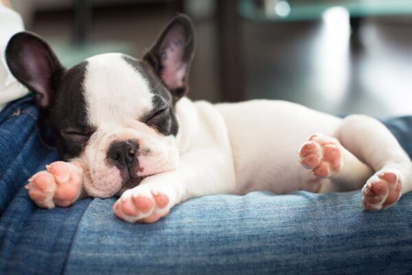 5 of The Cutest Dog Breeds