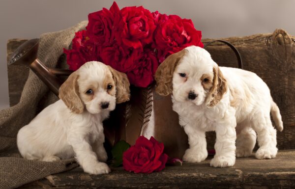How To Help a Friend Who May be Lonely this Valentine’s Day