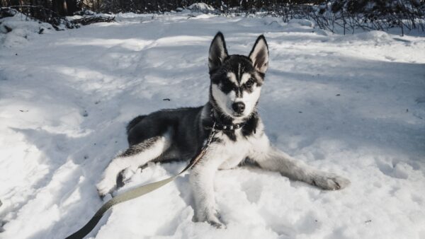 Dogs in The Snow: Winter Fun with Your Furry Ones