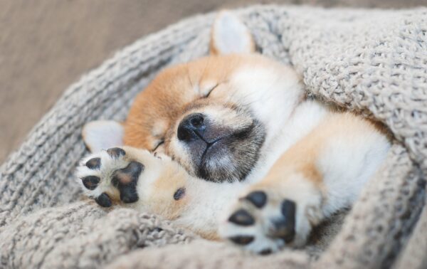 3 Suggestions to Help Cute Puppy Dogs Sleep During the Night
