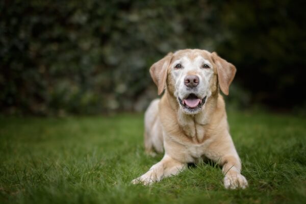 Exercising Your Senior Dog