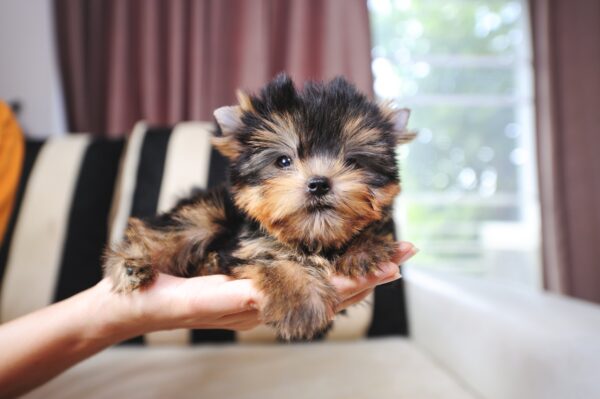 Are Puppy Teacup Breeds Worth the Hype?