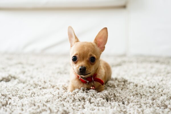 FAQs for Short-Haired Dogs