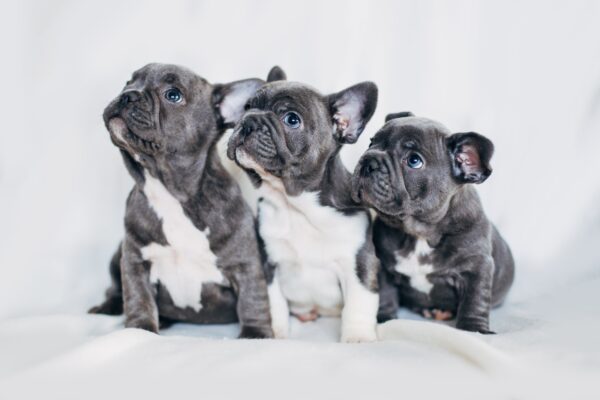 5 Things You Don’t Know About Frenchie Puppies
