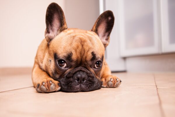 Pampering Your Sweet Pooch