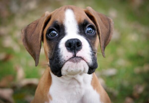 Boxer Puppies for Sale – This is the Breed Your Family Needs!