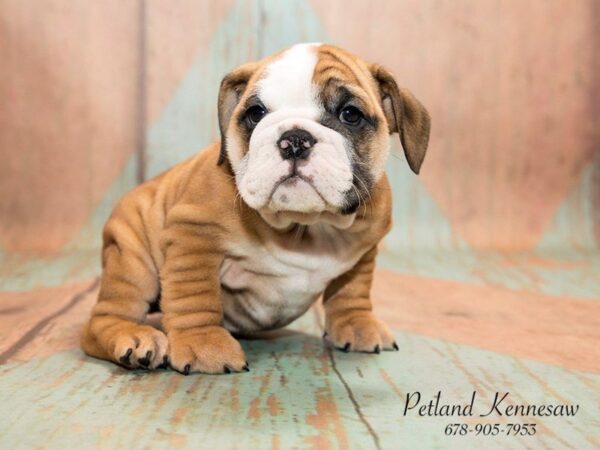 Petland Mall of Georgia Has All the Breeds of Bulldog Puppies!