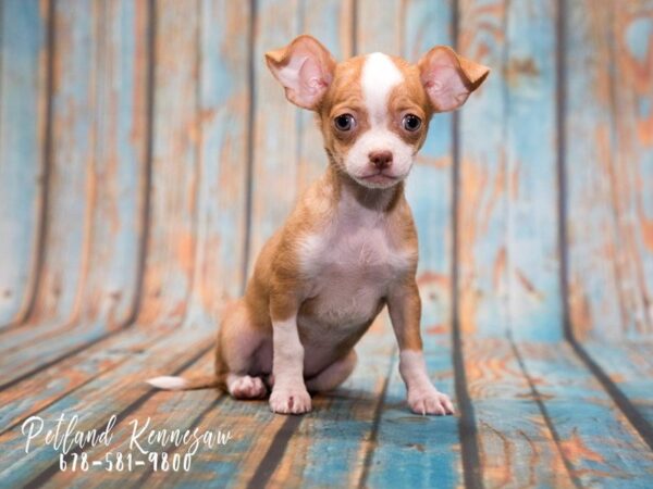 Pick Out Your Perfect Chihuahua Puppy at Petland Mall of Georgia!