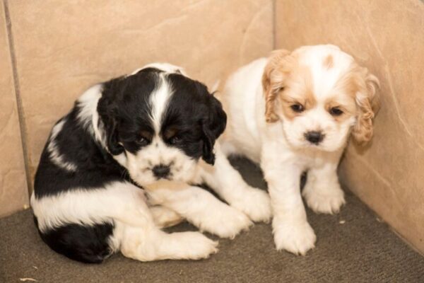 Petland Breeders Spotlight on Cloveridge Kennels: Where Does Petland Get Their Puppies?