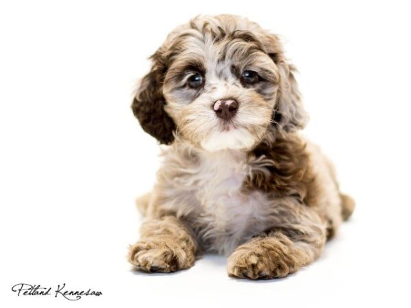 Cockapoo Puppies for Sale: This Little Ball of Fluff is Full of Love!