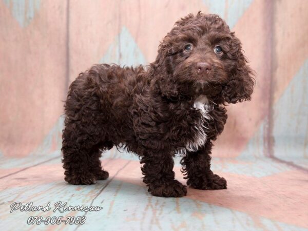 A Cockapoo Puppy is the Breed of Choice if You Want a Social and Easy Companion!
