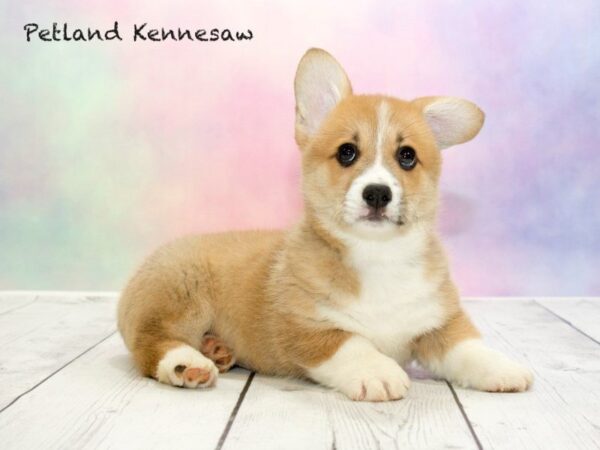 Corgi Puppies Aren’t Just for Royalty, But Your Family Too!