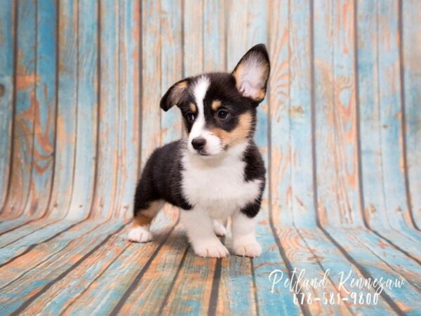 You Can Get Close to Royalty with Our Corgi Puppies for Sale!