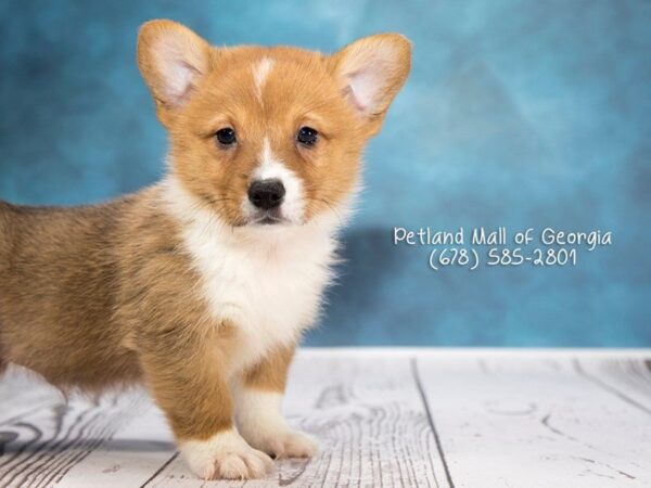 7 Fun Facts About Corgis