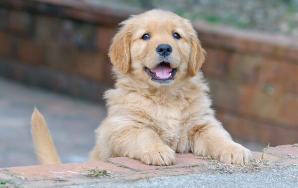 Oh-So-Cuuuute! American Pet Culture and Why We Love Puppies