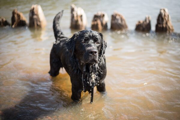 Cutest Big Dog Breeds: Summertime Fun with Your Furry One!