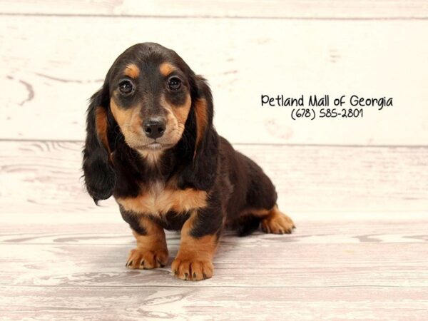 8 Remarkable Facts About Dachshund Dogs