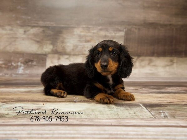 Dachshund Puppies for Sale, What’s Not to Love About the Weenie-Dog?