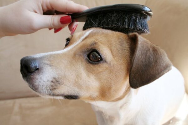 6 Important Reasons Why You Should Brush Your Dog Regularly