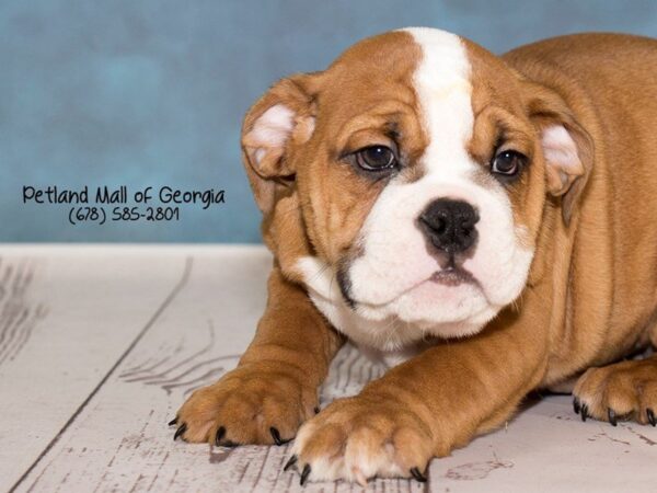 English Bulldog: The Mascot of The World