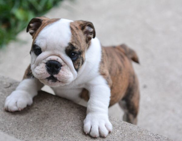The History English Bulldog Puppies