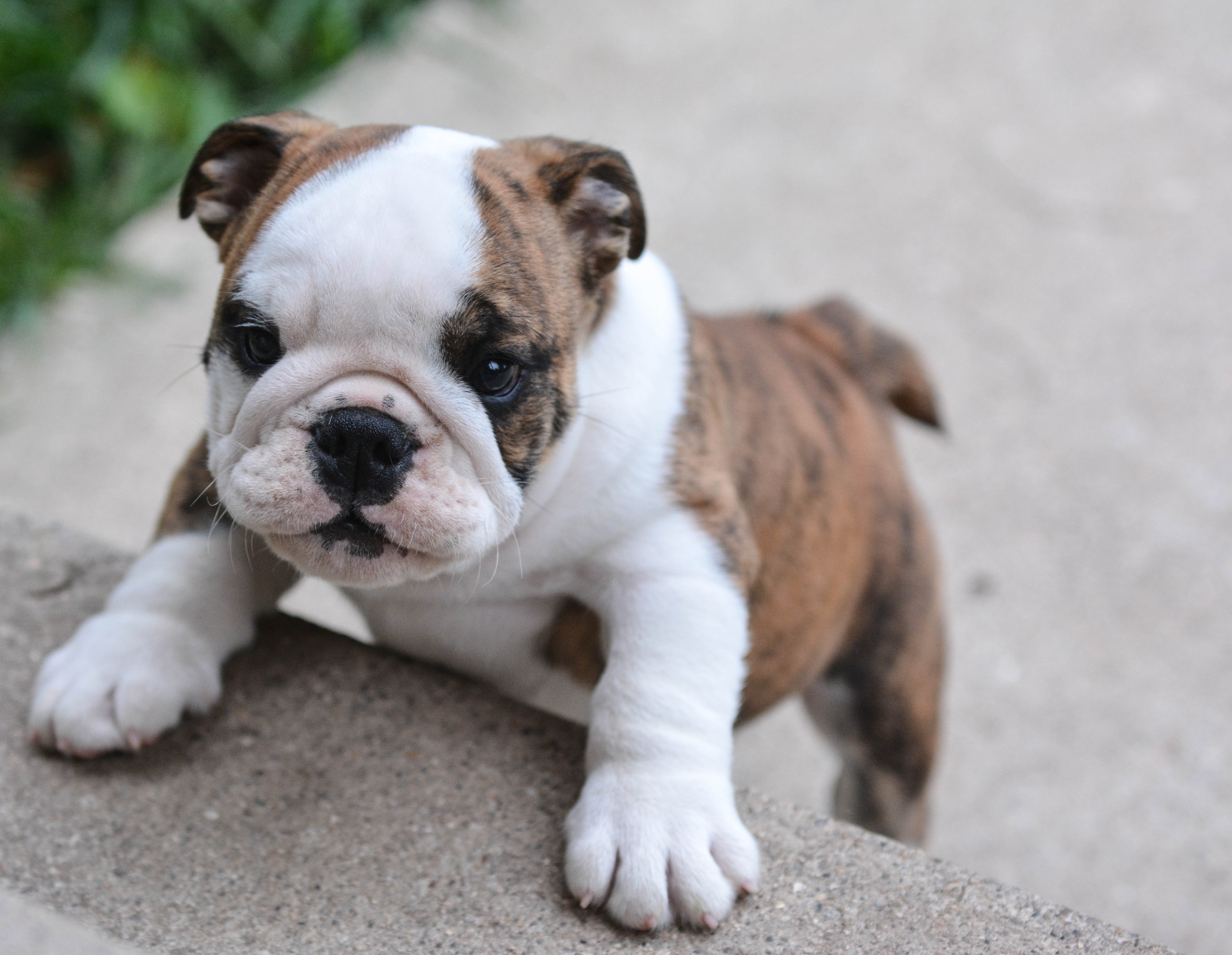 Bulldog Puppies Bulldog Puppies