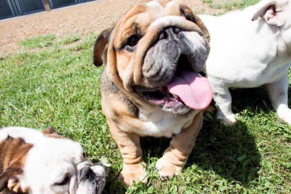 The English Bulldog – Five Fun Facts