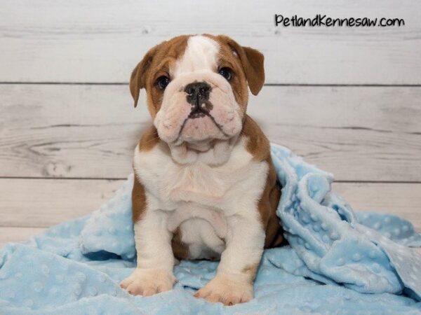English Bulldogs for Sale: Stop By Petland Mall of Georgia Today!