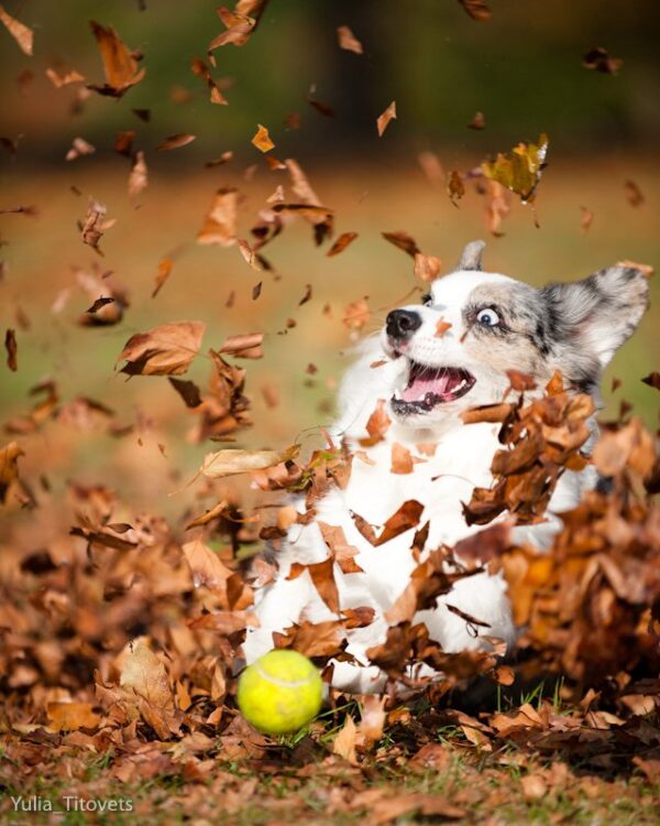 8 Things You Should Do With Your Dog Before Summer REALLY Ends!