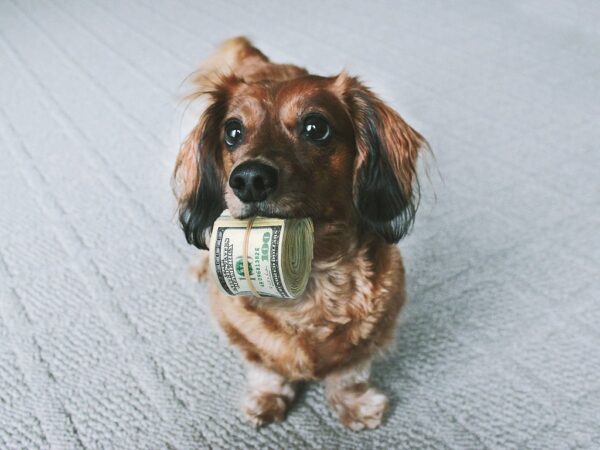 Barks Don’t Have To Break The Bank