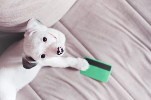How to Finance a Puppy