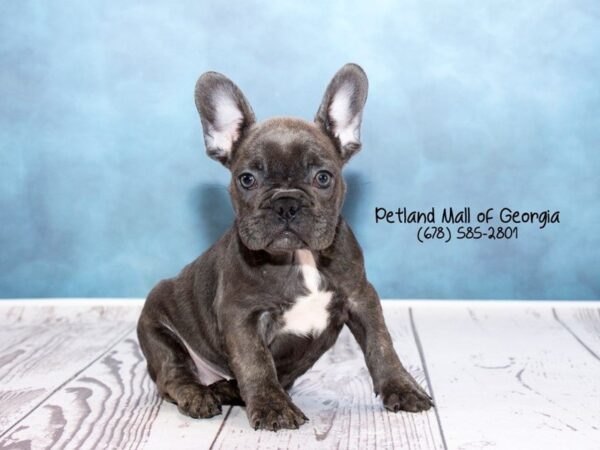 Five Fabulous Facts About French Bulldogs