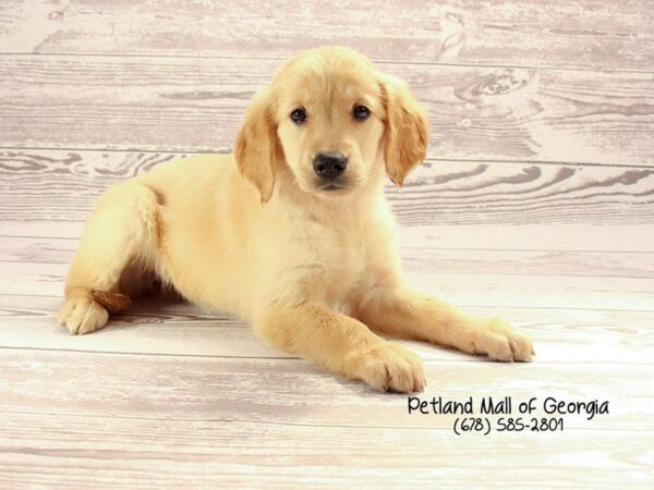 Gold Star for Golden Retriever