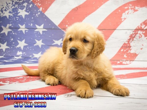 Searching for a Golden Retriever for Sale? Do Yourself a Favor, Head to Petland!